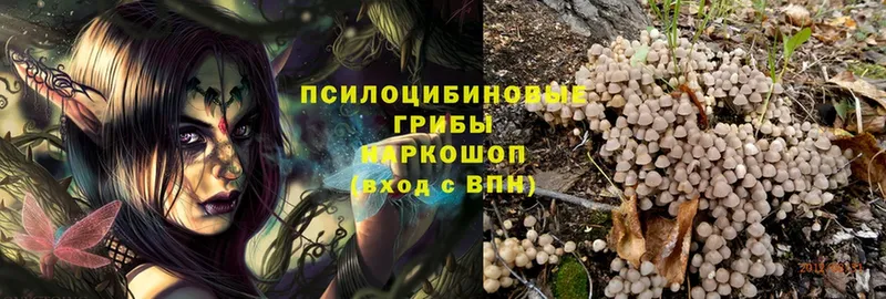 omg рабочий сайт  Болохово  Псилоцибиновые грибы Psilocybine cubensis 